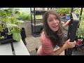 Essential Tips & Supplies for Beginner Greenhouse Gardeners