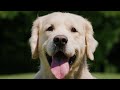 🔴 DOG TV: Endless Entertainment Videos for Anxious Dogs & Cure Separation Anxiety with Dog Music