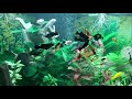 Juwel Trigon 190 Tropical Fish