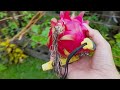 How to Force Dragonfruit to Flower