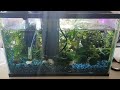 Poca my 5 year old fish briefly let's me video her!