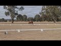 Northern Zone Pony Club eliminations Marrabel 2024