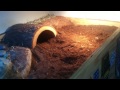 Russian tortoise first timer tips.