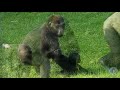 GORILLA TWINS GETTING BABYSITTERS