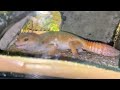 Hypo tangerine carrot tail leopard gecko  #reptiles #subscribetomychannel