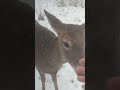 The Deer Whisperer: Fun in the snow out in Buffalo