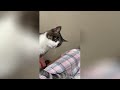 Try Not To Laugh 🤣 New Funny Cats Video 😹 - Tuxedo Cat Part 23
