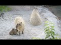 Capybara Baby Exams B-Roll