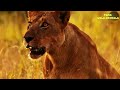 Top 5 Epic Moments! When Lion Fight Hyenas! TGMA Wild Animals