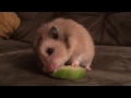 Hamster eating a cucumber