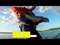 Lake Champlain Lake Trout