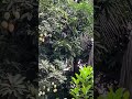 Jackfruit and mango trees in my garden..