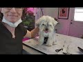 Dog Grooming Full Groom ( How-To, Dog Grooming)