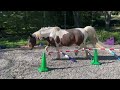 How to Build Your Horse's Topline with Groundwork in 3 Months CASE STUDY and EXERCISES