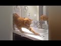 So Funny! Funniest Cats and Dogs 🤣 Funny Animal Videos 2024 🐶