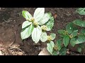 Malnommée (Euphorbia hirta)