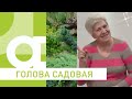 Голова садовая - Урожайные грядки без навоза