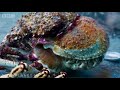 Army Of Spider Crabs Shed Their Shells | Blue Planet II