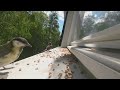 Many Birds, eating and playing, Cat TV #asmr