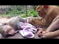Heartwarming: New Abandoned Looks Exhausted After learn to walk - Nico Dawn & Sina Show Tender Care