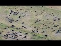 Rocky Mountain Front Bison (Buffalo)