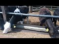 Calf rearing