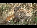 cheetahs eating a impala