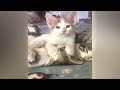 🙀 Best Cats Videos 🐱🐶 Funniest Animals 2024 🤣🙀