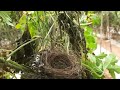 Savage Cuckoo Swallows Baby birds Alive in front of Mother | Cuckoo EatsUp Bulbul Babies | nestwatch
