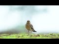 Pratincole | 4K | Madayipara | WildGaze