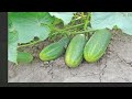 WOW! Amazing Agriculture Technology - Cucumbers