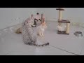 Cute and Funny Pet Moments Caught on Camera 😻😹 Best Funny Videos compilation Of The Month 😘