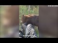 Female Park Rangers Messes With The WRONG Bear...