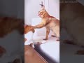 naughty  cats 🐈  🐈 🐈😂🤣🤣