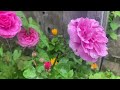 My Mums Rose Garden in May | Emily Bronte Rose | David Austin Roses | Kordes Roses