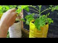 Growing Kale From Seeds - Rooftop Vegetable Garden
