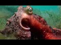 Maori Octopus (Macroctopus maorum) The Largest Octopus Species in the Southern Hemisphere!