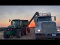 Corn Harvest has Begun | Scottish Highland Calf Born