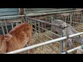 Calf Rearing. Scour prevention