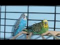 Parakeet/Budgie, Petunia mom, Hercules dad, Sunny son just chilling 🎼