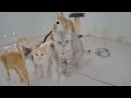 😅 When Cats Are So Silly 😹 I will die laughing 😍 Funny Videos Compilation ❤️🤣