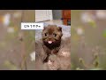 【2ch動物スレ】飼い主を見つけた瞬間、表情が激変する猫ｗｗｗｗｗ