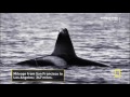 Orca Video
