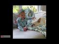 Funny French Bulldog Compilation 2022 | Cute Frenchies | Adorable Puppies and Dogs