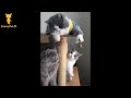 おかしい猫 - かわいい猫 - おもしろ猫動画 HD #263