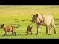 8K ADVENTURE TO SAFARI - 8K ULTRA HD 60FPS | with soothing piano music (Colorful Animal Life)