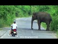 Shocking Surprise Elephant Attack Lorry On The Forest Rode