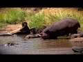 Hippo Gives Birth - Saves Newborn From Croc