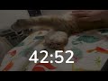 The 1-Hour Timer with a sleeping cat background