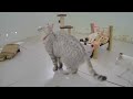Best Cats Videos 😹😂 Best Funny Animal Videos 😻